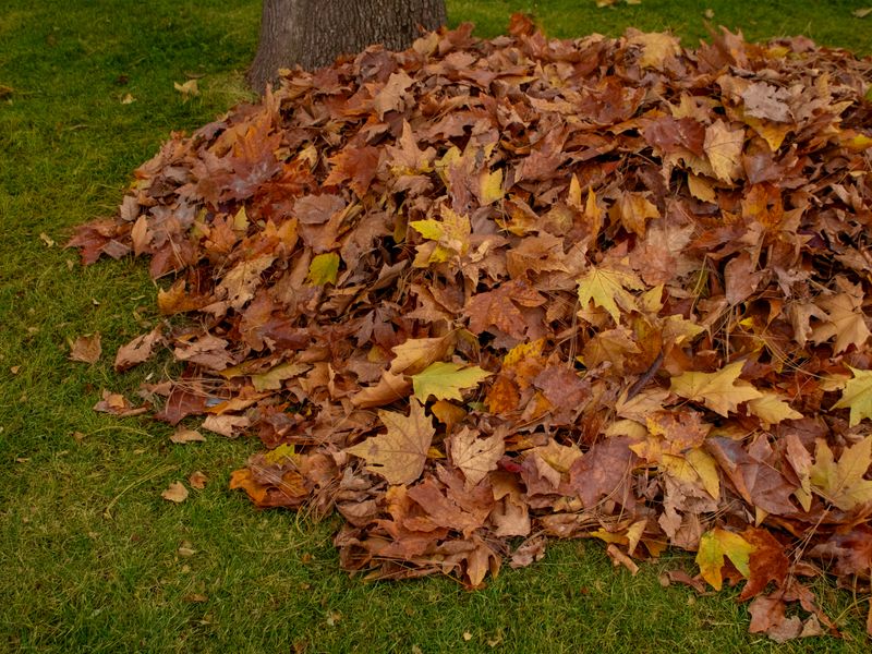 Yard cleanup and leaf removal
